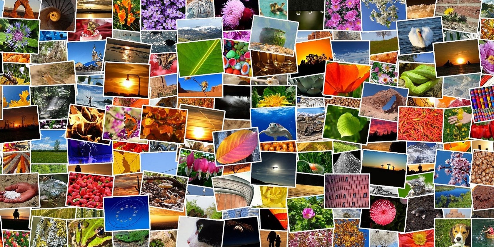 How to Create Photo Collages in Windows 11 – MUO – MakeUseOf
